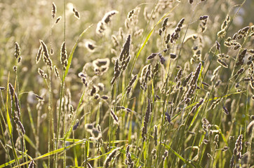 dewy summer midsummer meadow grass and sunlight
