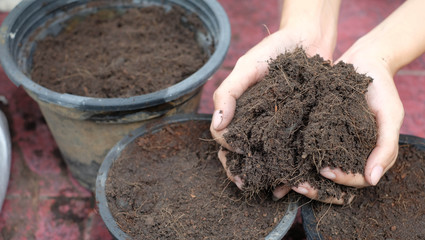 The women plants a tree.