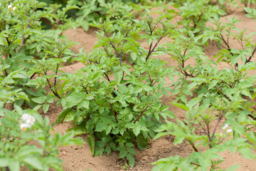 ジャガイモ畑　シャドークイーン