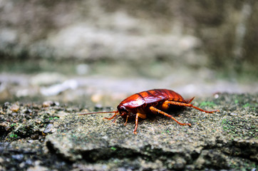 Red Cockroach