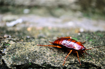 Red Cockroach