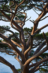 The image of pine at dawn close-up.