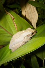 White Frog