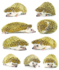 Hedgehog isolate on white background