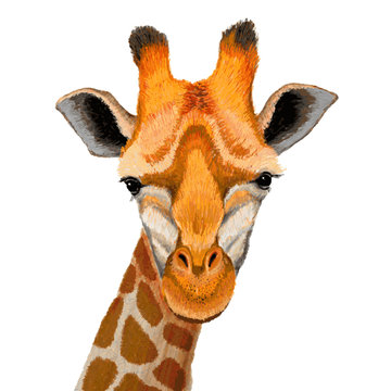 Hand drawn illustration of cute giraffe face on white background