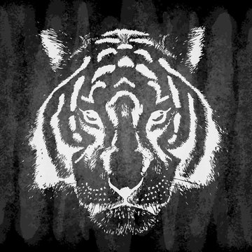 Hand drawn tiger on chalk board, grunge.