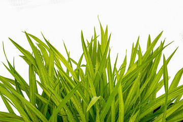 blade of grass on white background