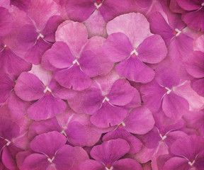 Background of Textured Purple Pansies