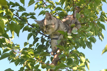 серый кот на дереве среди листьев 