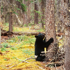 Obraz na płótnie Canvas Yukon boreal forest Black Bear Ursus americanus