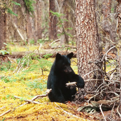 Obraz na płótnie Canvas Black Bear Ursus americanus Yukon Canada taiga
