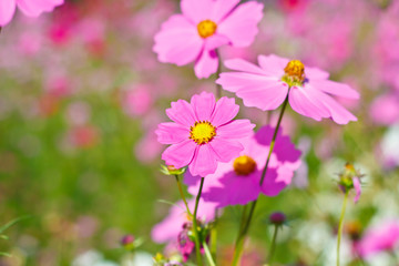 cosmos flowers on flower garden.