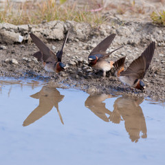 Cliff swallows Hirundo pyrrhonota gathering mud