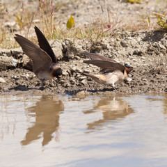 Fototapeta premium Cliff swallows Hirundo pyrrhonota gathering mud