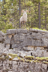 Obraz premium Stone Sheep ram Ovis dalli stonei watching