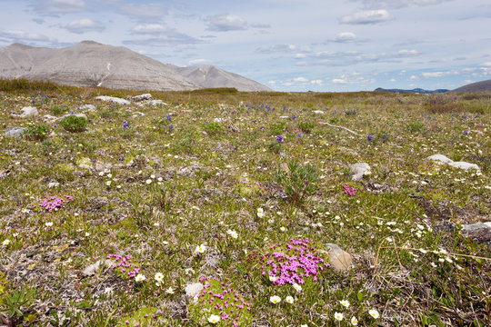 Blooming alpine tundra meadow wildflowers