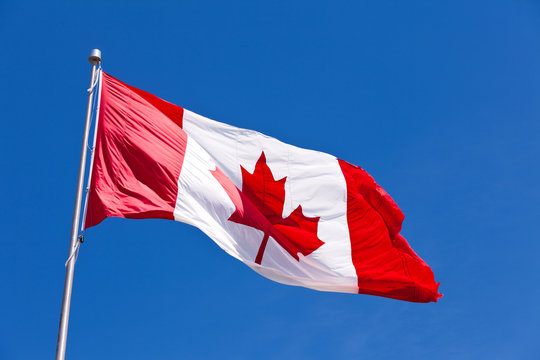 Canada flag maple leaf flies light wind