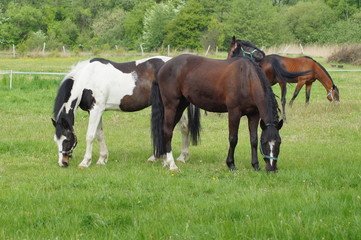Obraz na płótnie Canvas Horses on a farm 