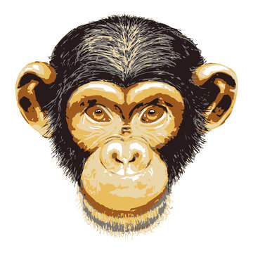 Grunge Sketch of chimpanzee head Vector illustration