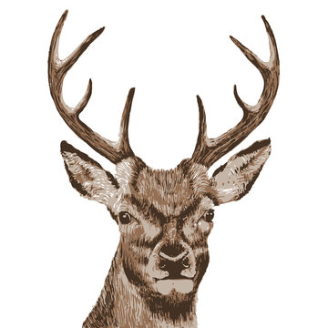 Deer head - vector illustration