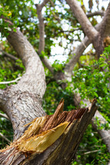 Stumps torn leaves blurred.