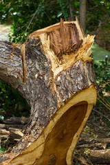 Stumps torn leaves blurred.