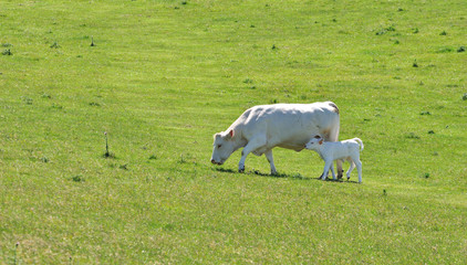 Une vache et son veau dans un pré en haut des falaises du cap Blanc Nez