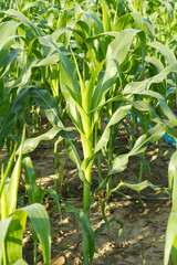 Corn plant.