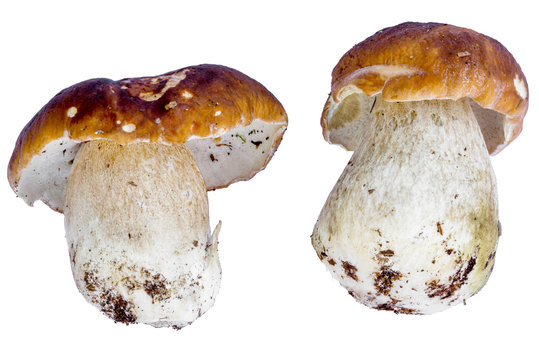 set of two boletus edulis isolated on white background