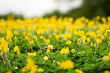 Background of Flowers Field