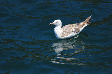 Young seagull on sea water