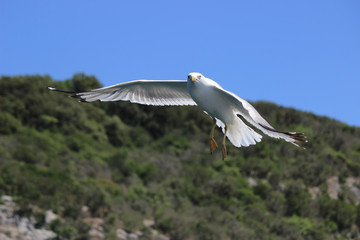 Seagull with wing spread