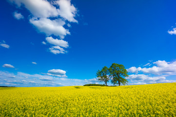 Beautiful summer landscape