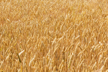 Summer Field of the ripe Barley 