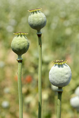 Detail of unripe white Poppyheads 