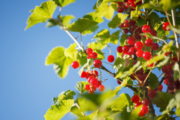 Red currants in the garden on blue sky backgraund.