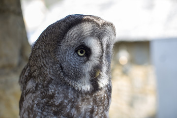 Closeup of Great Gray Owl (Strix nebulosa) in Kyushu, Japan