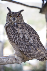 Large brown owl perched on branch in Kyushu, Japan
