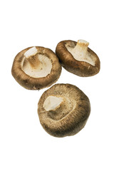 Shitake mushrooms