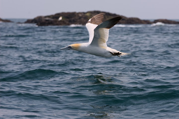 Fototapeta na wymiar Gannet in flight low over sea