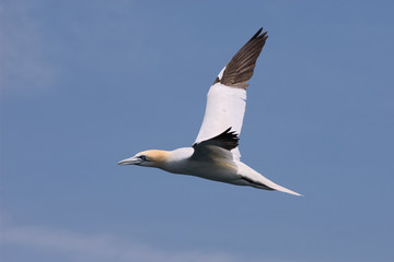 Northern Gannet in Flight 1