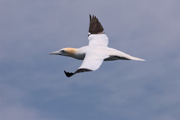 Northern Gannet in Flight 2