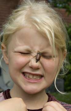 Maikaefer; Melolontha; krabbelnd, Nase