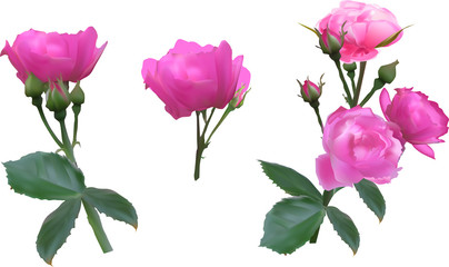 set of three bright pink roses