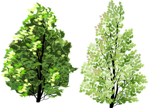 two isolated green trees illustration