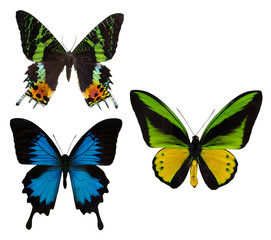 Fototapeta na wymiar macro photo of three tropical butterflies on white