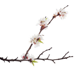 dark brown branch with white sakura blooms