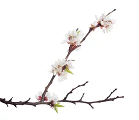 Papier peint Fleur de cerisier dark brown branch with white sakura blooms