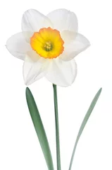 Printed roller blinds Narcissus Beautiful daffodil isolated on white background