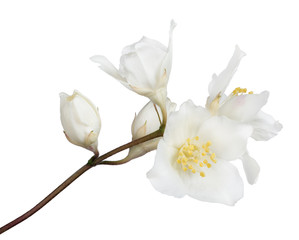 large white jasmine isolated blooms